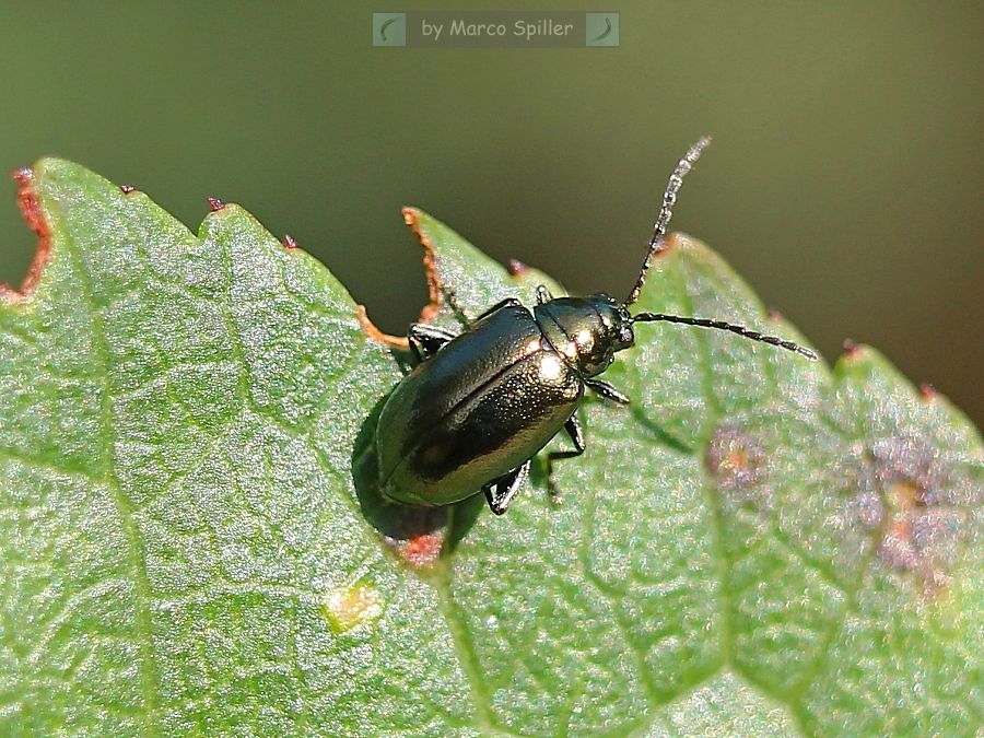 Altica oleracea ?.....Altica sp. !